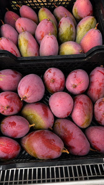 Mango Español: sabor tropical, origen nacional