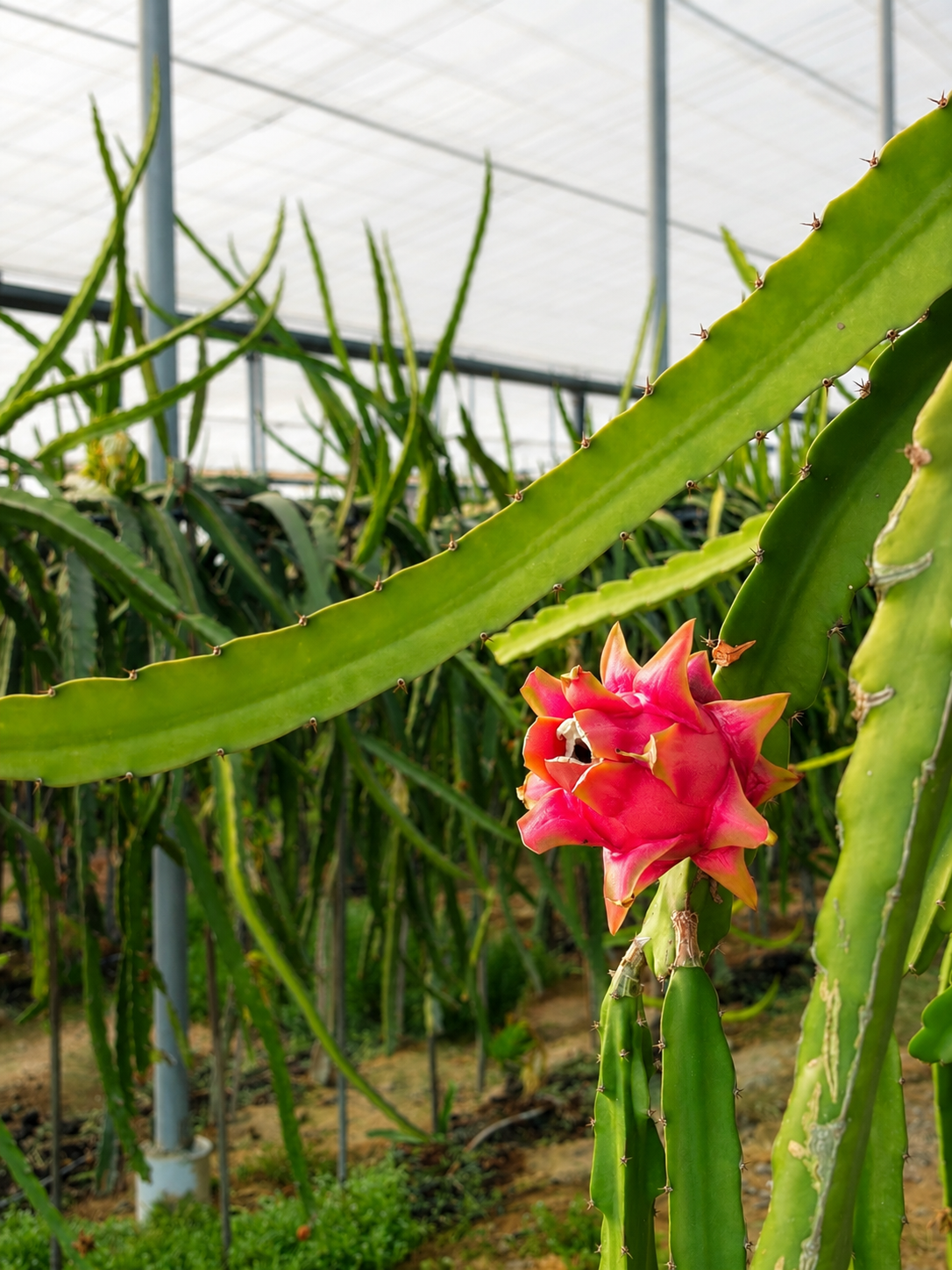 Pitahaya Roja Premium — Fruta del Dragón seleccionada
