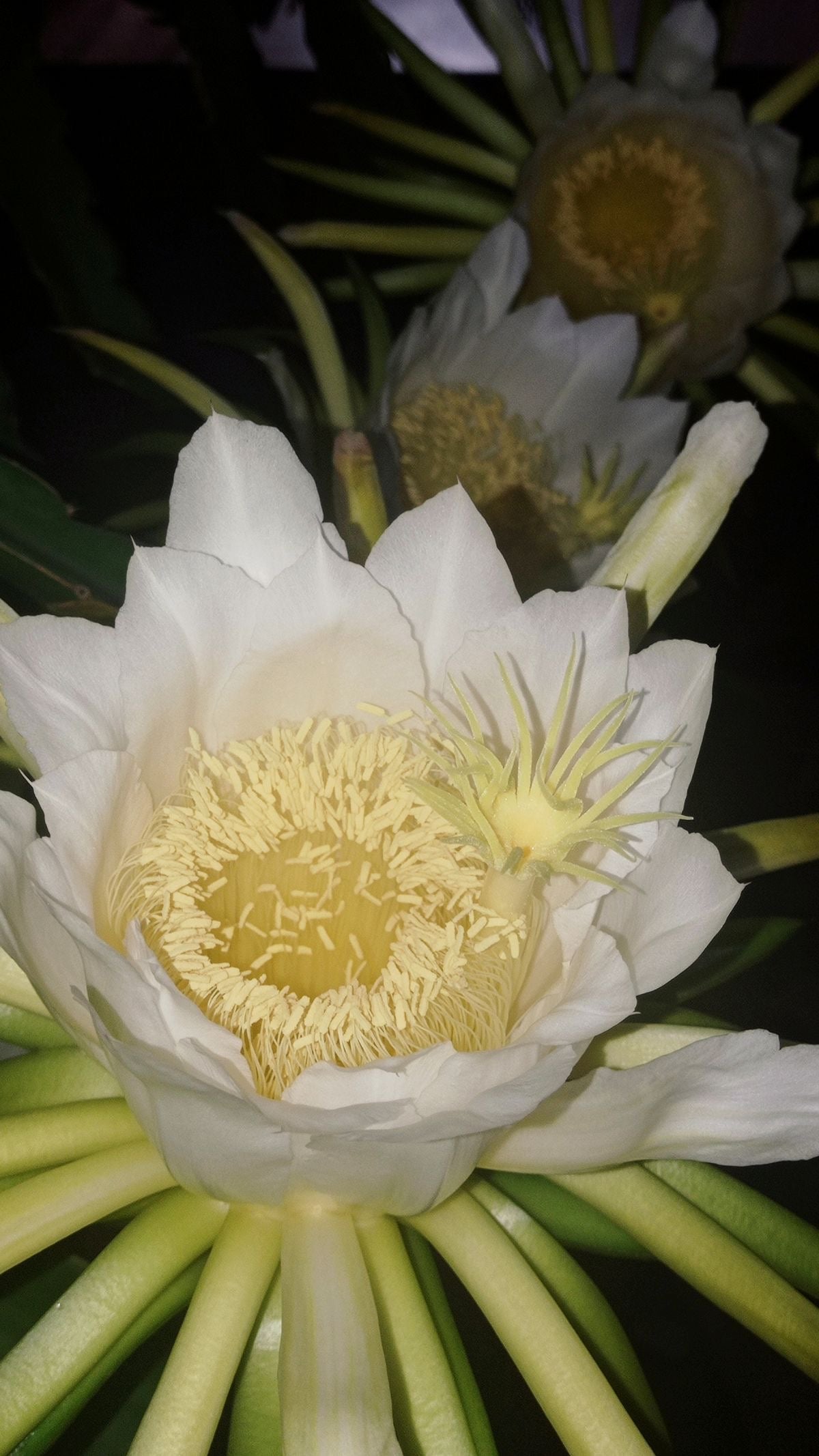 Pitahaya Blanca Premium — Fruta del Dragón