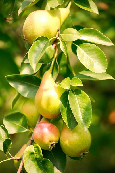 Pera Ercolini + Manzana Royal Gala