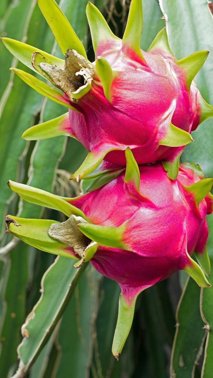 Mango + Pitahaya