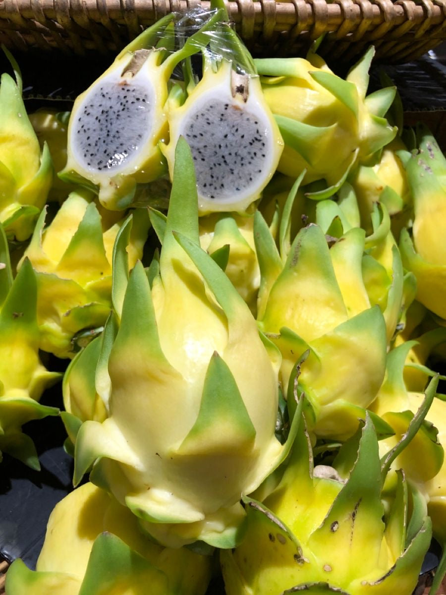 Pitahaya Amarilla Premium — Fruta del Dragón