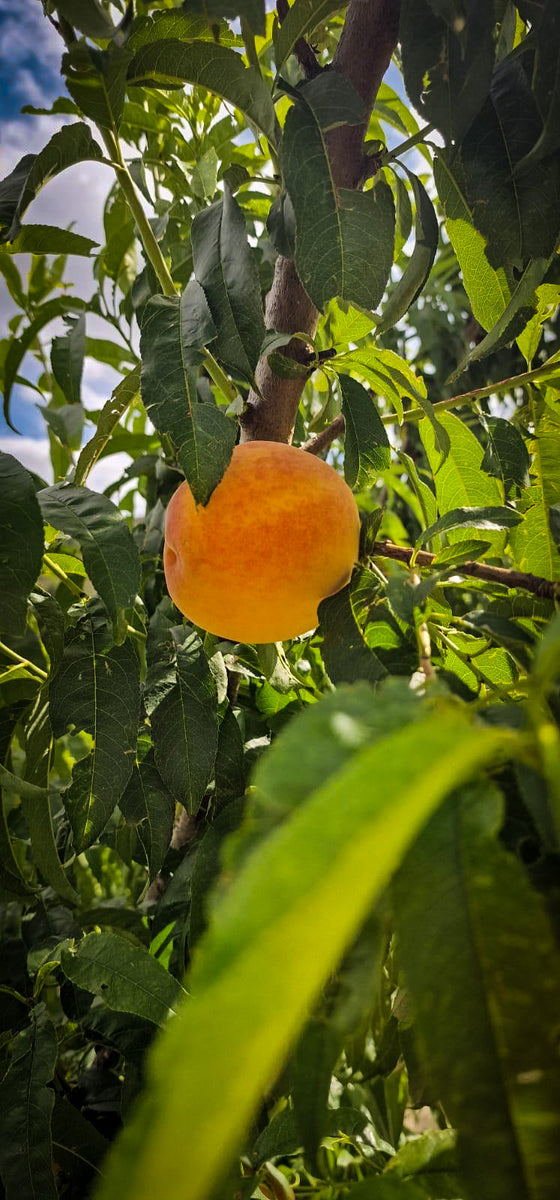 Melocotón de Cieza Premium