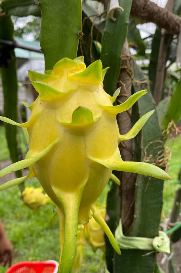 Pitahaya Amarilla Premium — Fruta del Dragón