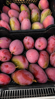 Mango español