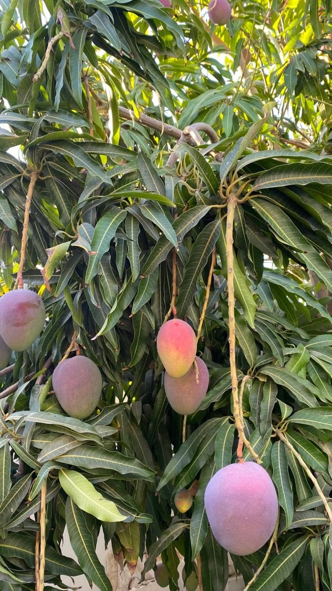 Mango Español: sabor tropical, origen nacional