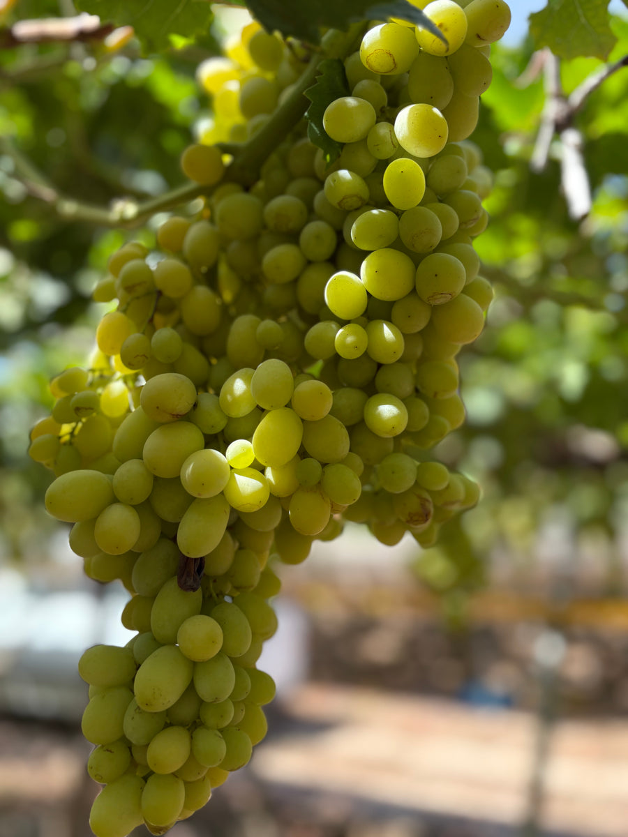 Caja de Uvas Blancas