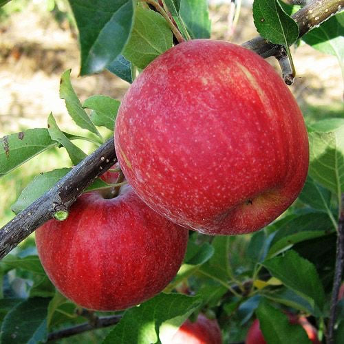 Caja Manzanas Rojas Royal Gala