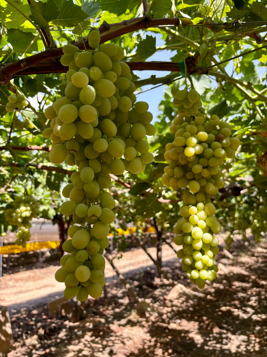 Caja Mixta de Uvas