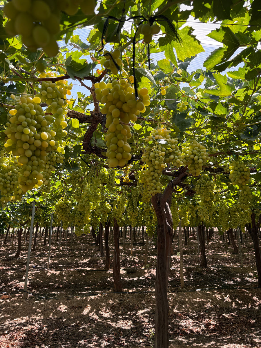 Caja de Uvas Blancas