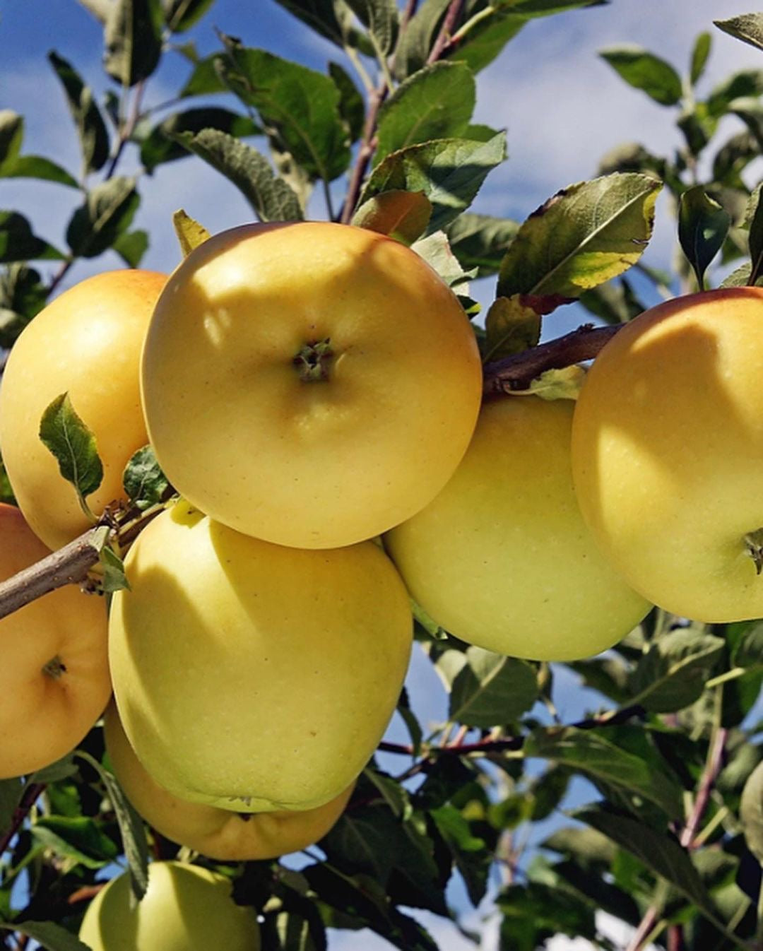 Caja Manzanas Amarillas Golden Delicious
