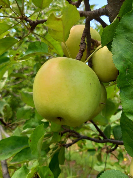 Caja Manzanas Amarillas Golden Delicious